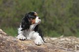 CAVALIER KING CHARLES 193